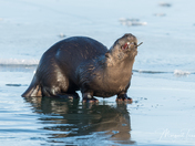 River Otter