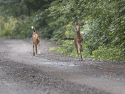 Frolicking Fawns