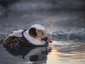 Drake Longtail