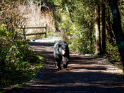 Black Bear Surprise!