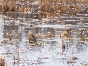 Shiny water with muskrat