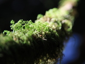 Tree moss