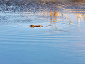 Muskrat swimming in a pond