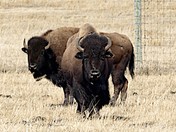 Bison