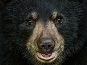 Black Bear Cyb