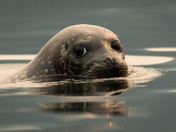Curious Harbour Seal on a smokey morning