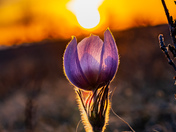 Prairies Crocus
