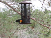 Yellow Headed Blackbird