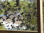 Red Wing Black Birds