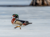 wood duck trot