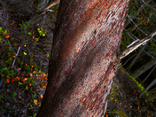 Arbutus