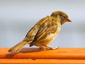 House Sparrow