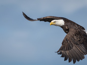 Bald Eagle In Flight