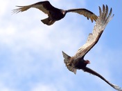 Turkey Vultures