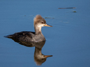 Hooded Merganser 