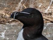 Razorbill