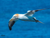 northern Gannet