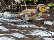 Beep Beep - The Water Runner