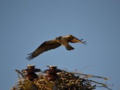 Osprey