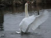 Swan