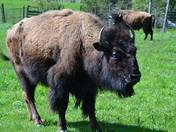 Bison