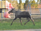 moose on Main Street