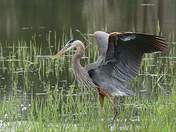 Heron 