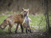 Dad with kit in Presqu'ile Provincial Park