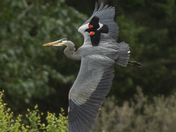 Agressive Red wing Blackbird