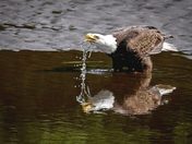 Drinking Eagle