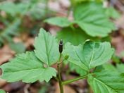 Little bug on a toothwort