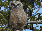 great horned owlet