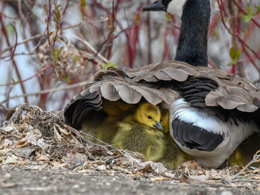 Gosling under wing