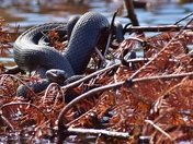 Northern watersnakes.