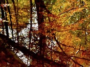 Fall Reflections