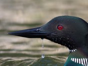 Loon after a Dive