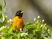 "And an Oriole in a pear tree"