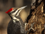 Mr.P. Woodpecker