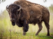 Plains Bison