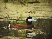 A Ruddy Duck