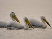 Pelican Trio