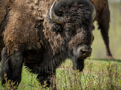 Plains Bison