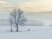 Winter tree