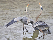 Dancing Herons