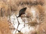 Glossy Ibis 