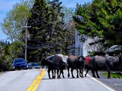 Water Buffalo, LaHave, Nova Scotia