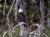 Posed Eagle
