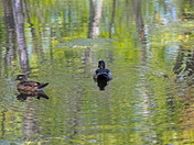 Wood Ducks at "Monet" Lake