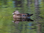 Female Wood Duck at "Monet" Lake