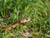 Garter Snake